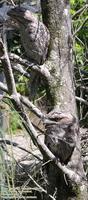 Tawny Frogmouth, Podargus strigoides, a pair at Coolum,Queensland, 26 January 2006. Photo © Barr...