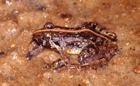 : Fejervarya kirtisinghei; Mountain Paddy Field Frog