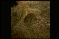 : Microtus longicaudus; Long-tailed Meadow Mouse