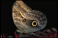 : Caligo sp.; Owlhead Butterfly