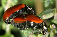 : Hippodamia convergens ambigua; Convergent Lady Beetle