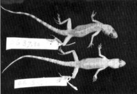 : tenuidactylus fortmunroi; Fort Munro Sandstone Gecko