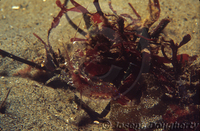 : Pandalus danae; Coonstripe Shrimp