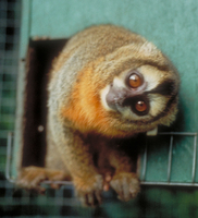 Azara's owl monkey (Aotus azarae boliviensis)