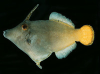 Pervagor aspricaudus, Orangetail filefish: