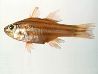 Apogon taeniophorus, Reef-flat cardinalfish: