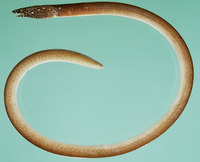 Lamnostoma orientalis, Oriental worm-eel: fisheries, bait