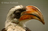 Tockus deckeni - Von der Decken's Hornbill
