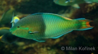 Scarus tricolor - Three-colour Parrotfish