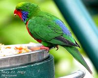 Red-flanked Lorikeet - Charmosyna placentis