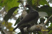 Scaled Pigeon - Patagioenas speciosa