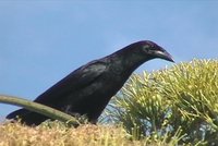 Cuban Crow - Corvus nasicus