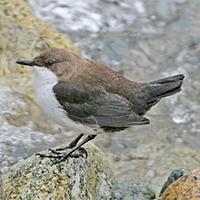 White-bellied Dipper