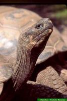 Galapagos Tortoise, Geochelone nigra