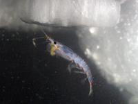 Antarctisch Krill (Euphausia superba) fourageert aan de onderkant van zeeijs