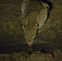 Female Leopard quenching her thirst after Impala meal.