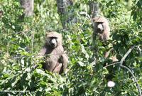 Pair of olive baboons (Papio anubis) in a tree