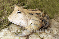 : Ceratophrys cornuta; Surinam Horned Frog
