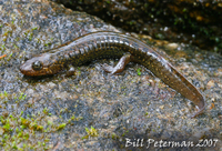 : Desmognathus folkertsi; Dwarf Black-bellied Salamander