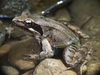 : Rana latastei