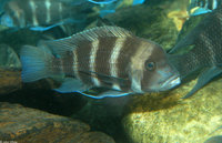 : Cyphotilapia frontosa; Frontosa