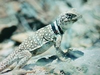 : Crotaphytus bicinctores; Great Basin Collared Lizard