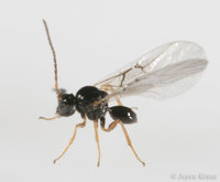 : Dryocosmus dubiosus; Two-horned Gall Wasp;