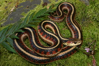 : Thamnophis sirtalis; Common Garter Snake