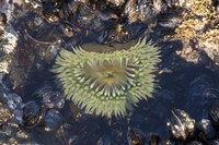 : Anthopleura xanthogrammica; Giant Green Anemone