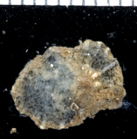 : Siphonaria sp. 2
