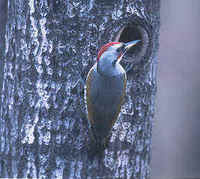Japanese Green Woodpecker,