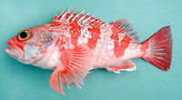 Helicolenus dactylopterus dactylopterus, Blackbelly rosefish: fisheries