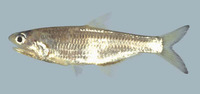 Anchovia surinamensis, Surinam anchovy: fisheries