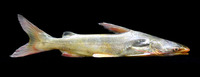 Osteogeneiosus militaris, Soldier catfish: fisheries