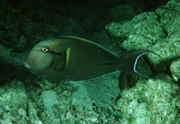 Acanthurus nigricauda, Epaulette surgeonfish: fisheries, aquarium