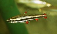 Nannostomus trifasciatus, Threestripe pencilfish: aquarium