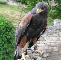 Parabuteo unicinctus - Harris's Hawk