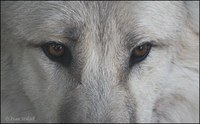 Canis lupus tundrarum - Polar Wolf