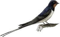 Image of: Hirundo rustica (barn swallow)