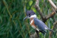 Image of: Megaceryle alcyon (belted kingfisher)
