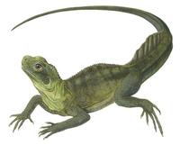 Image of: Hydrosaurus amboinensis