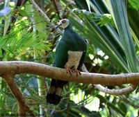 White-bellied Imperial-Pigeon - Ducula forsteni