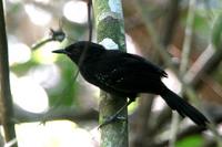 Mato  Grosso  antbird   -   Cercomacra  melanaria   -