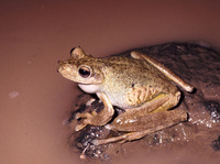 : Hypsiboas rosenbergi; Gladiator Frog