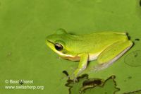 : Litoria fallax; Eastern Dwarf Tree Frog