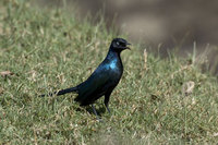 : Lamprotornis purpuropterus; Ruppell's Long Tailed Starling
