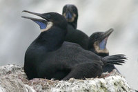 : Phalacrocorax penicillatus; Brandt's Cormorant