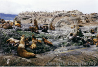 : Arctocephalus australis; Southern Fur Seal