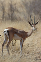 : Gazella granti; Grant's Gazelle