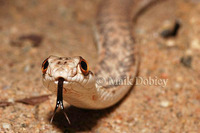 : Malpolon moilensis; Moila Snake